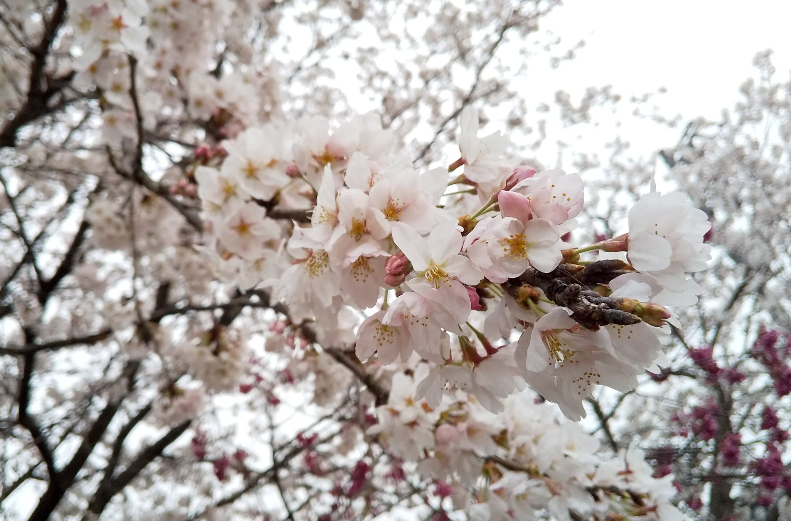 浅野川の桜