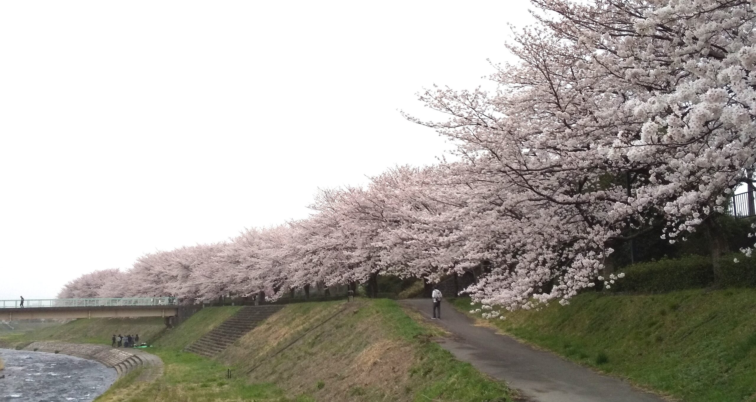 浅野川の桜