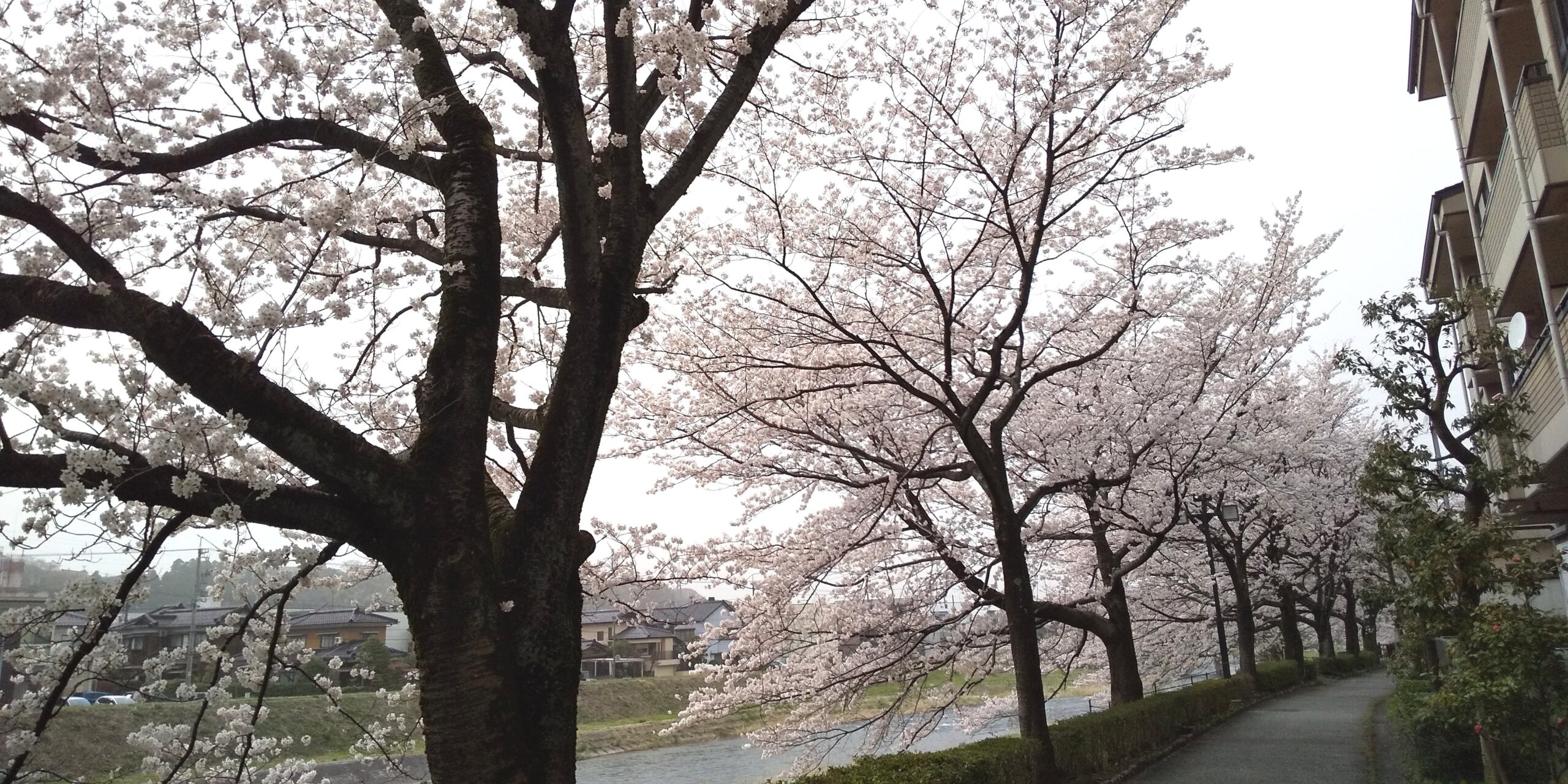 浅野川の桜