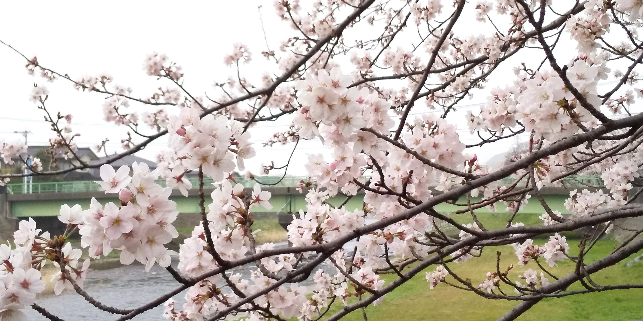 浅野川の桜