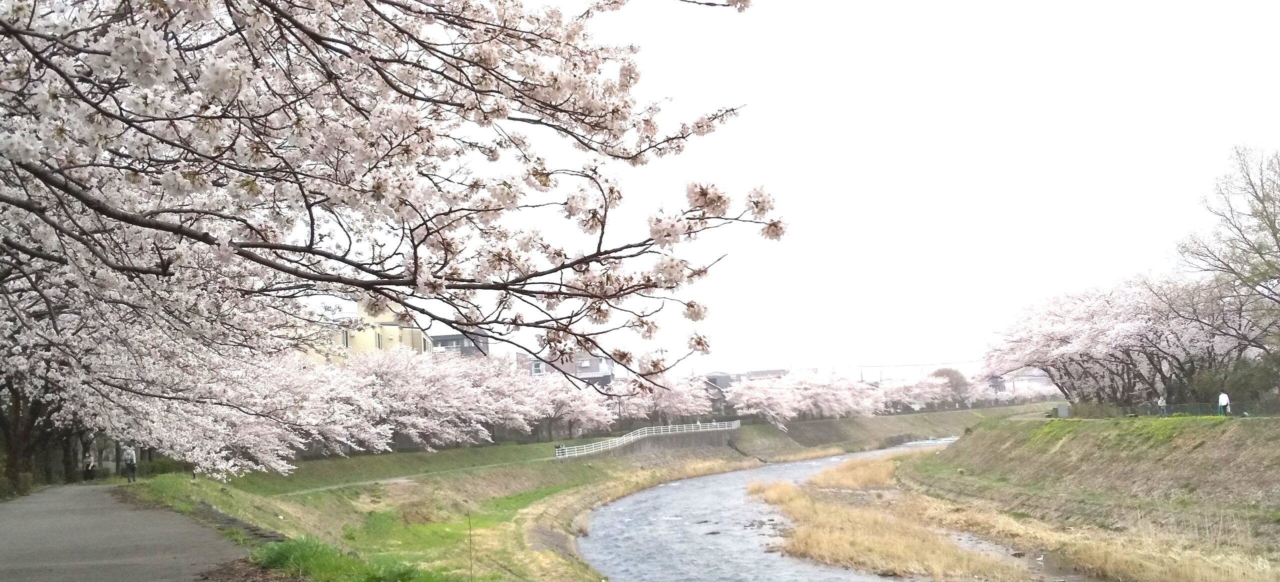 浅野川の桜