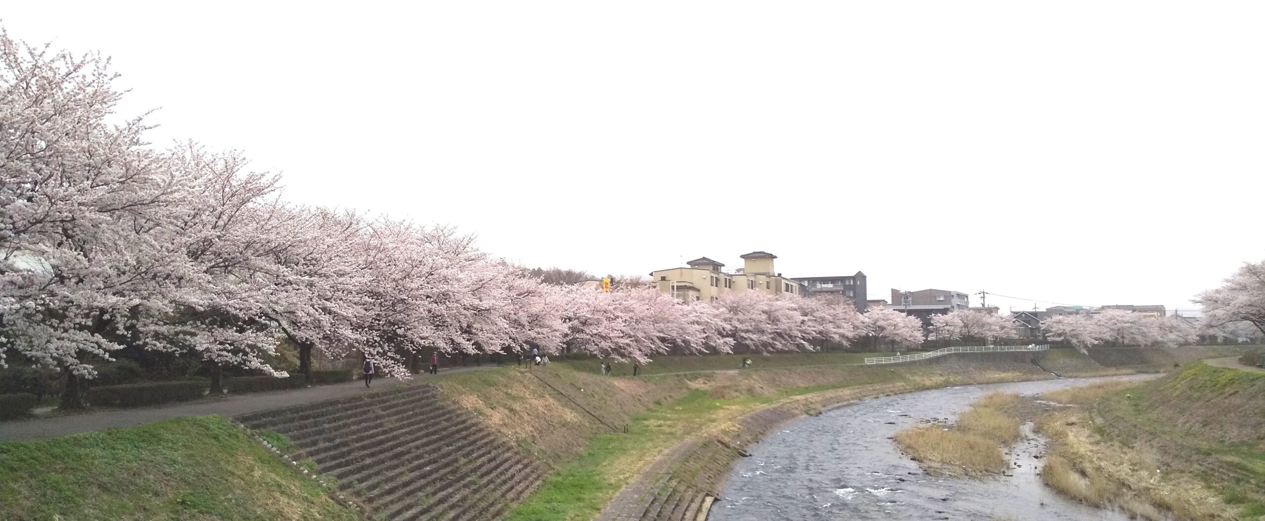 浅野川の桜