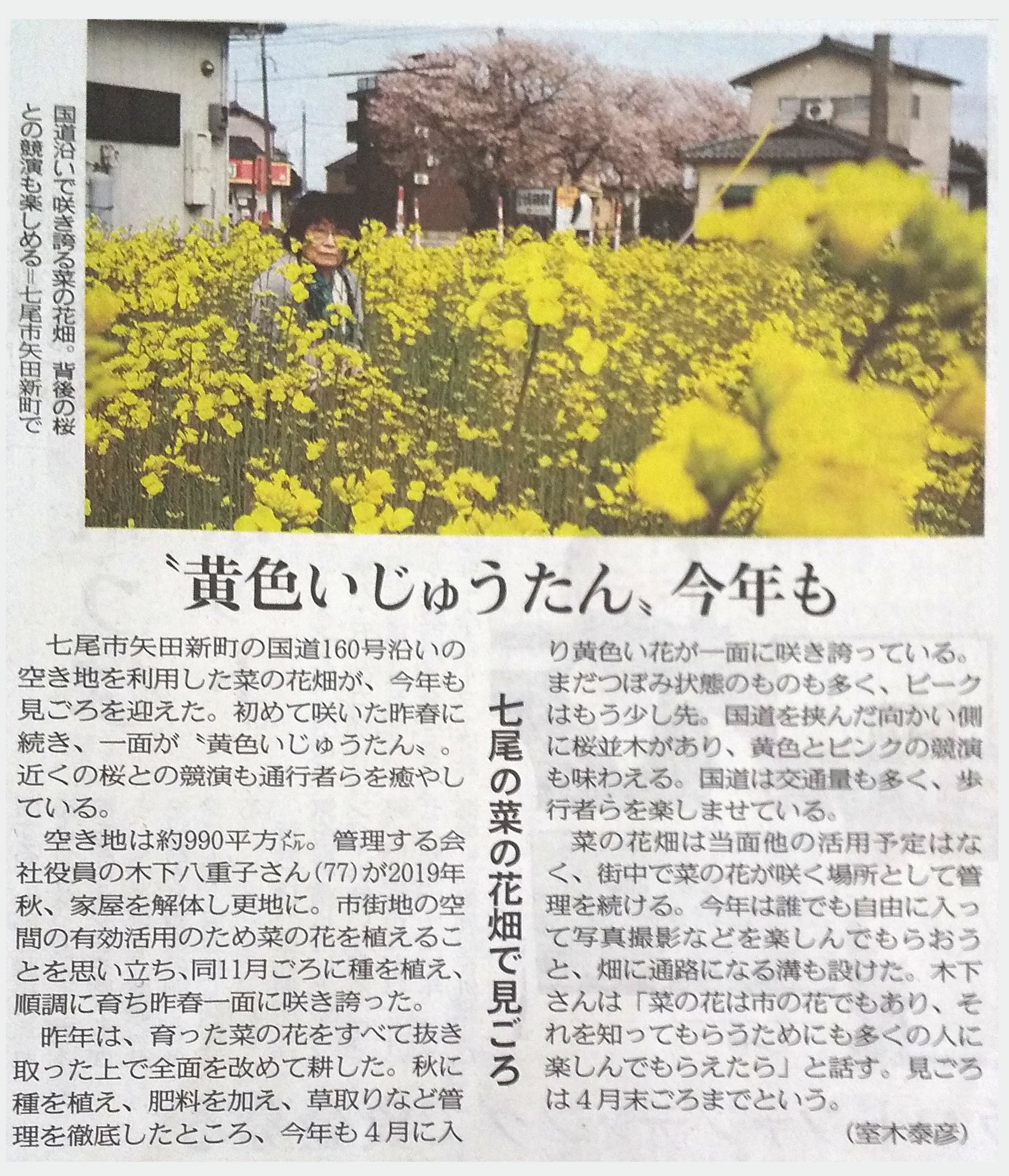 菜の花畑 北陸中日新聞に掲載されました 金沢 富山発 東京ディズニーランド 直通 高速バス 夜行バスなら みどりのバス丸一観光