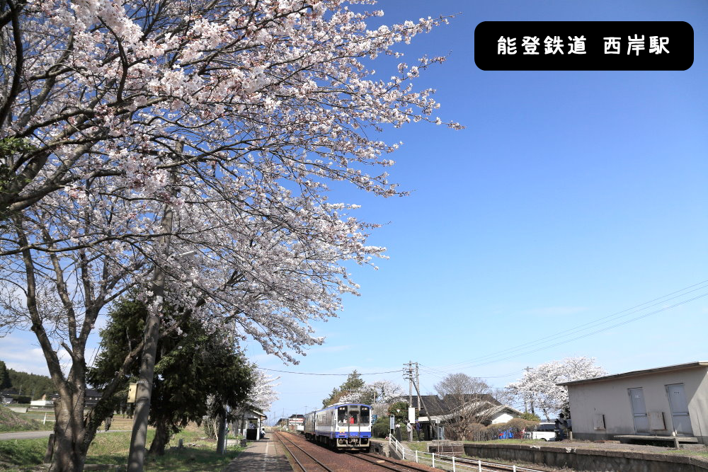 能登鉄道西岸駅桜