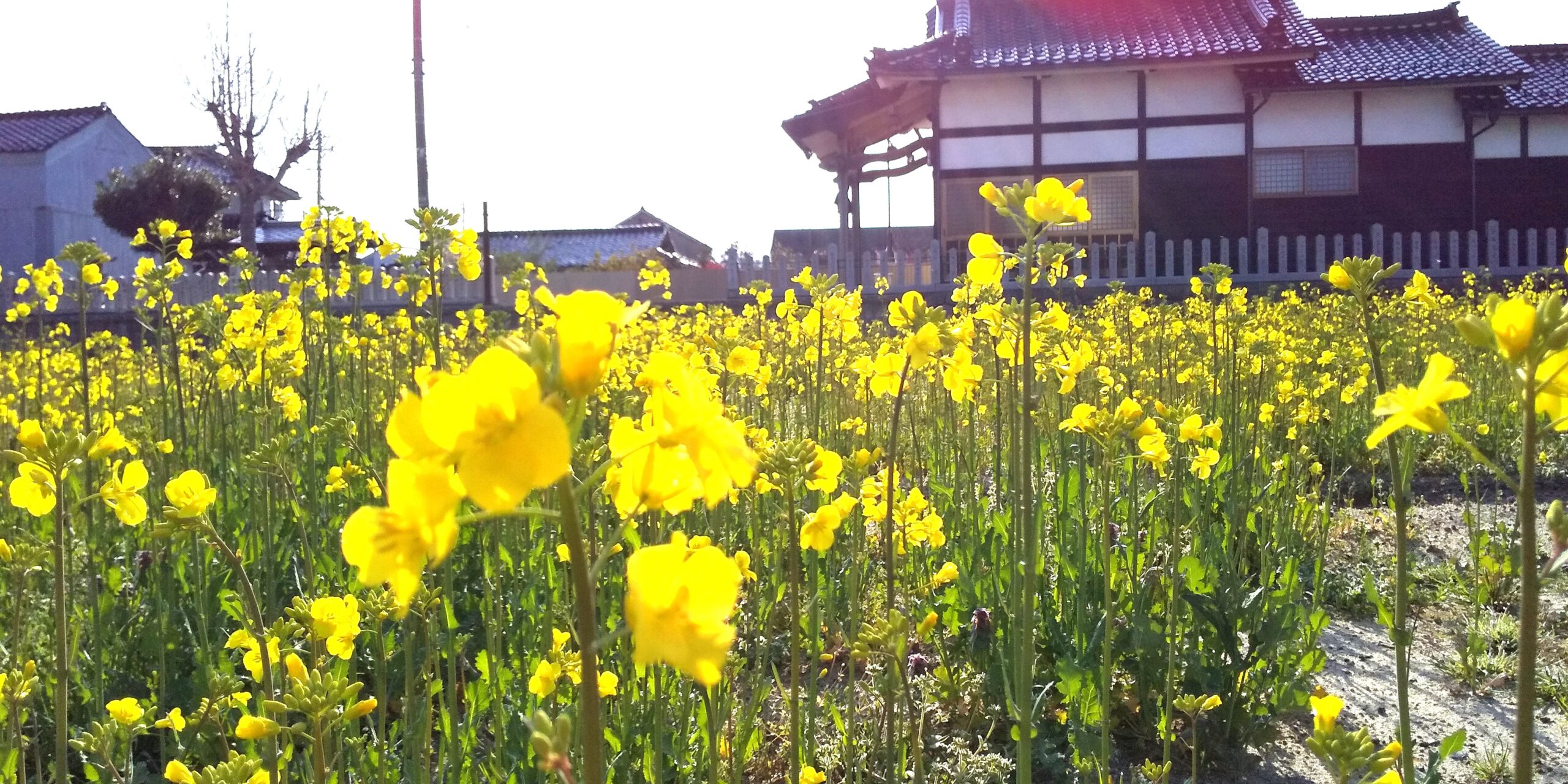 菜の花畑