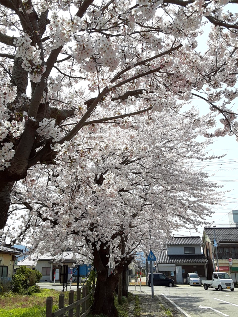 菜の花畑と桜