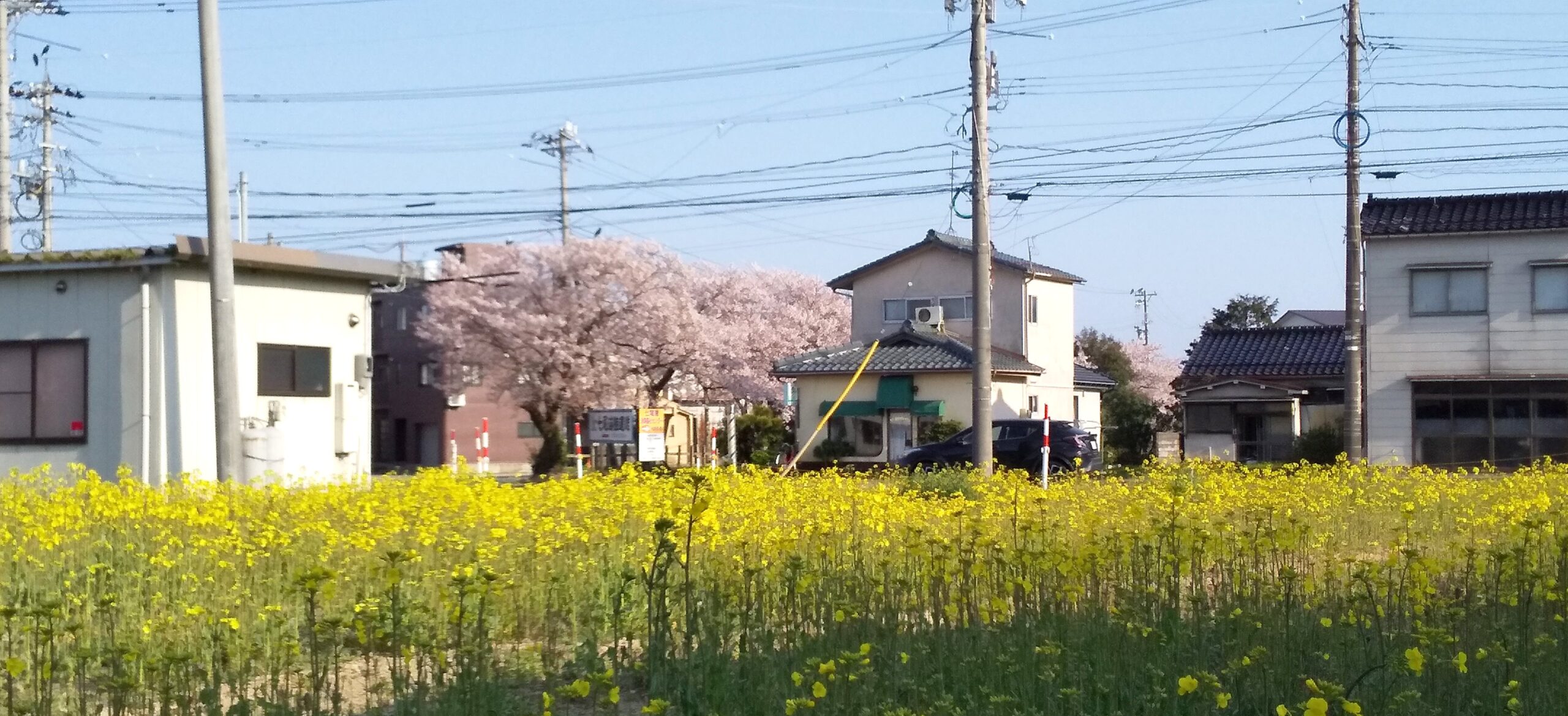 菜の花畑