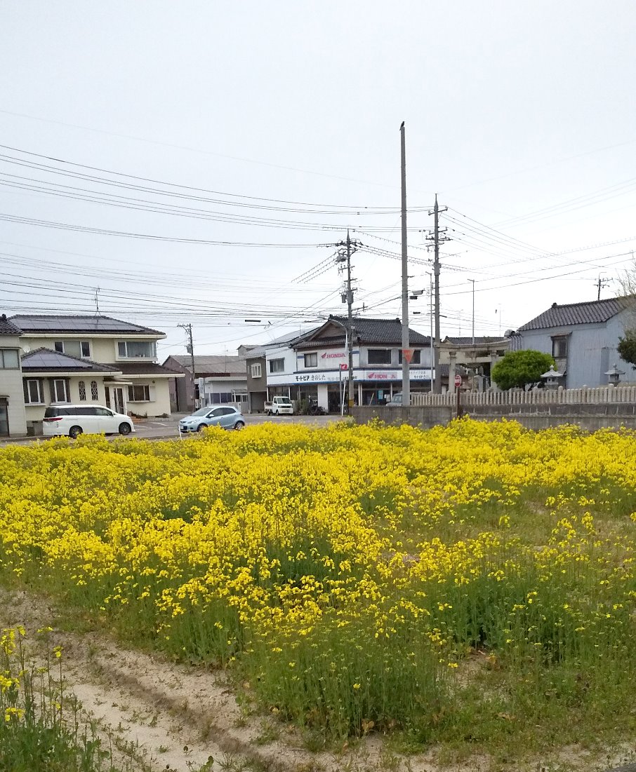 菜の花