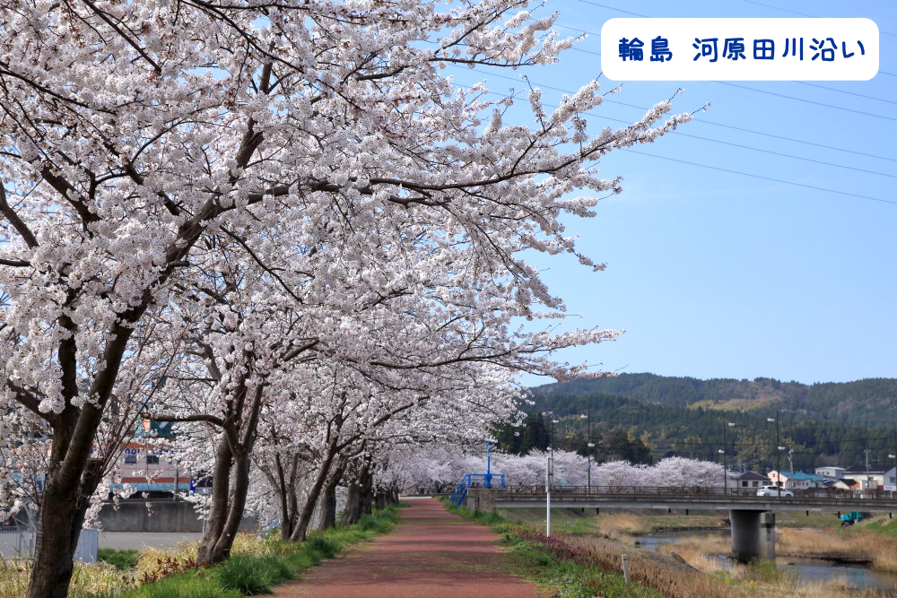 輪島河原田川桜