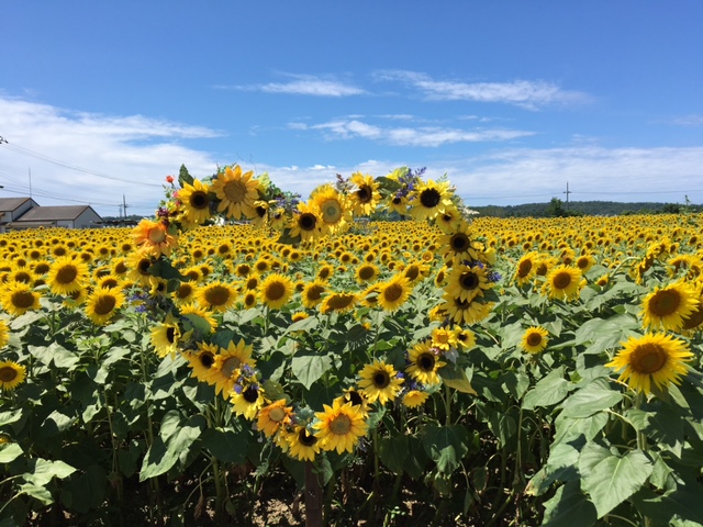 ひまわり村