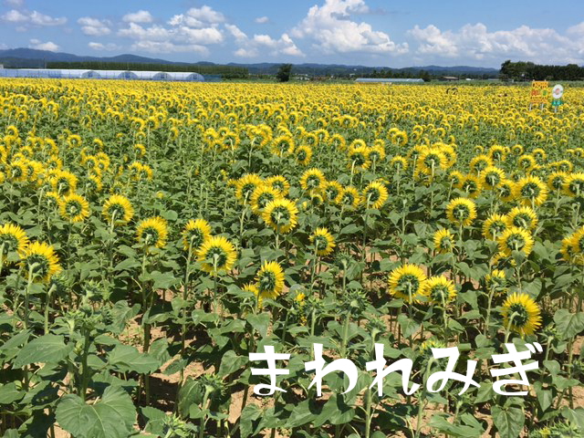 ひまわり村