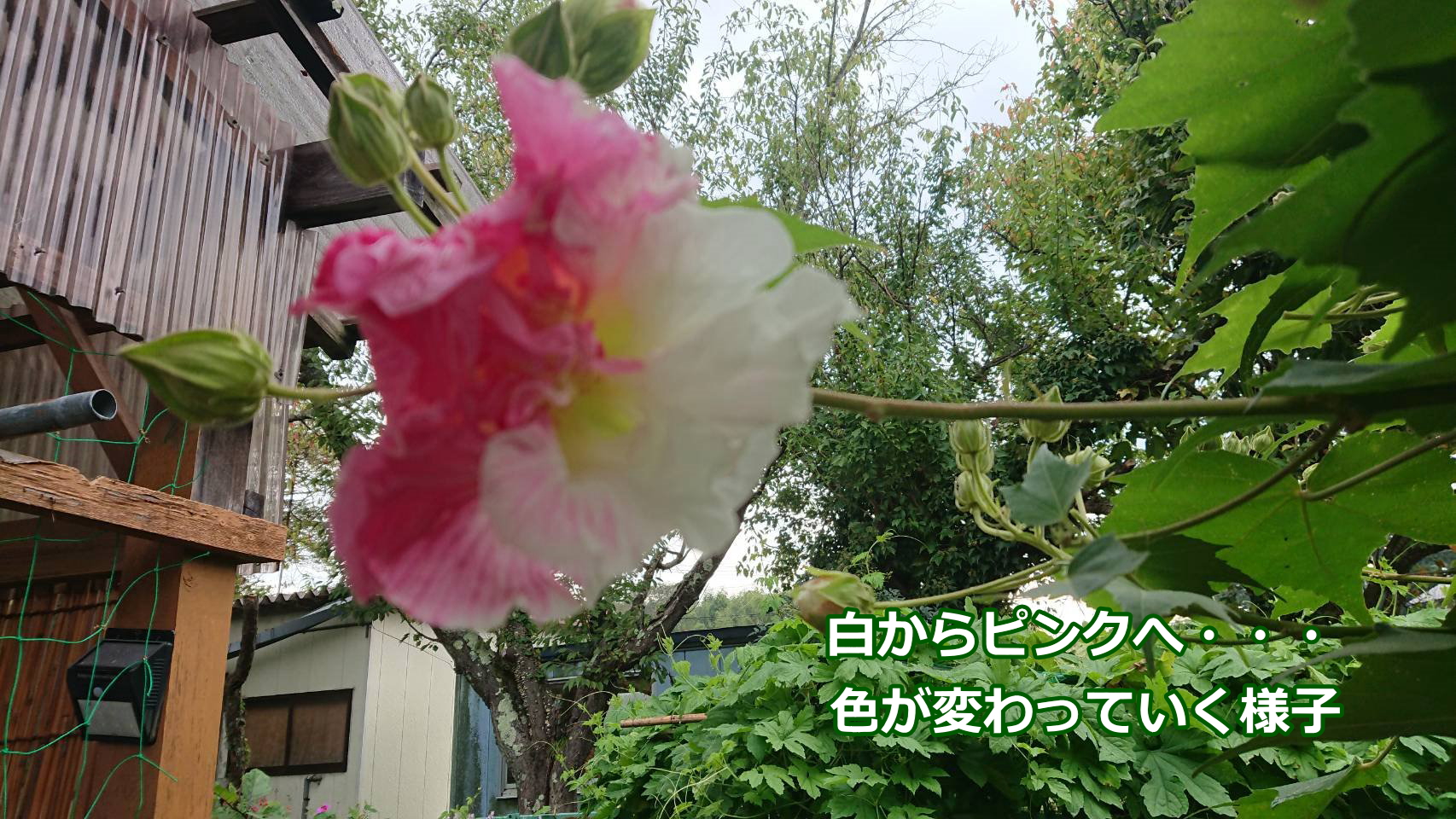 酔芙蓉