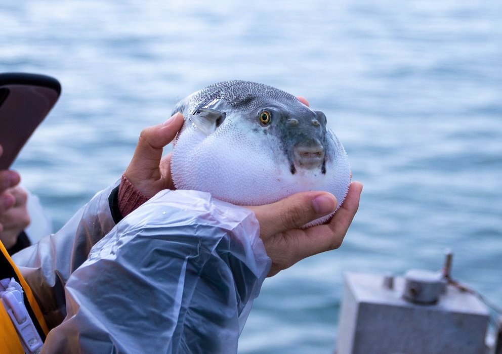 能登ふぐ