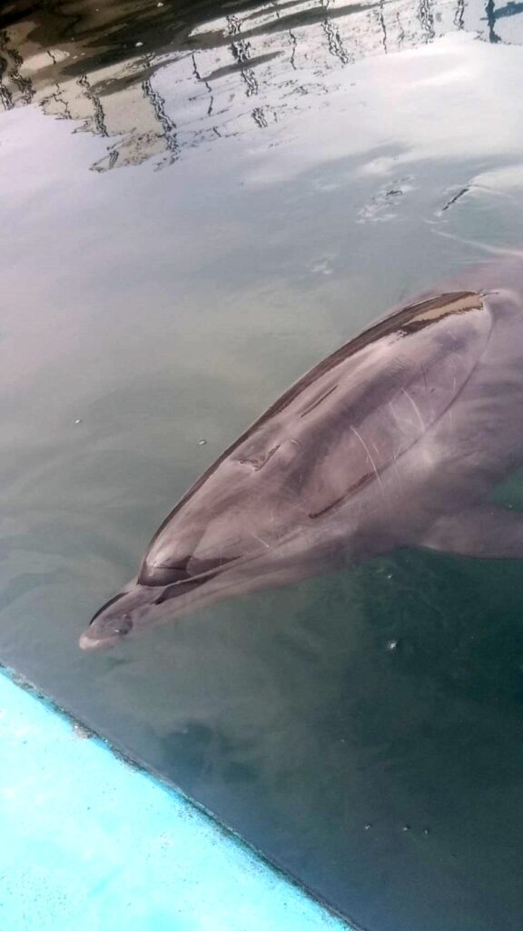 松島水族館