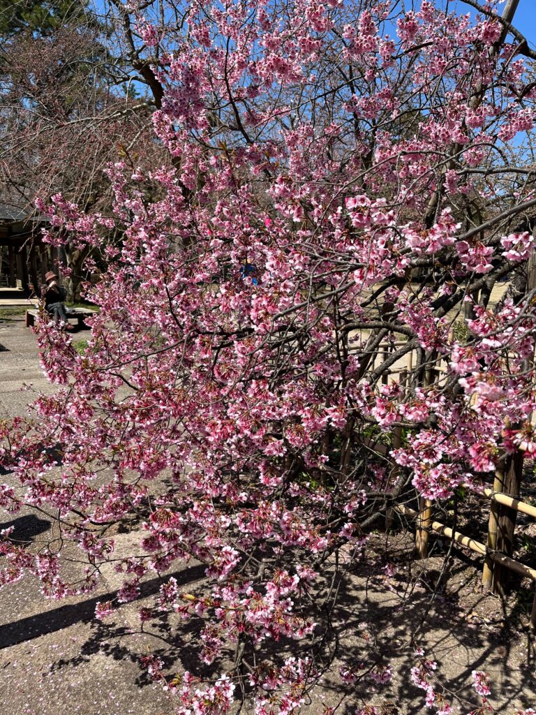 高岡古城公園