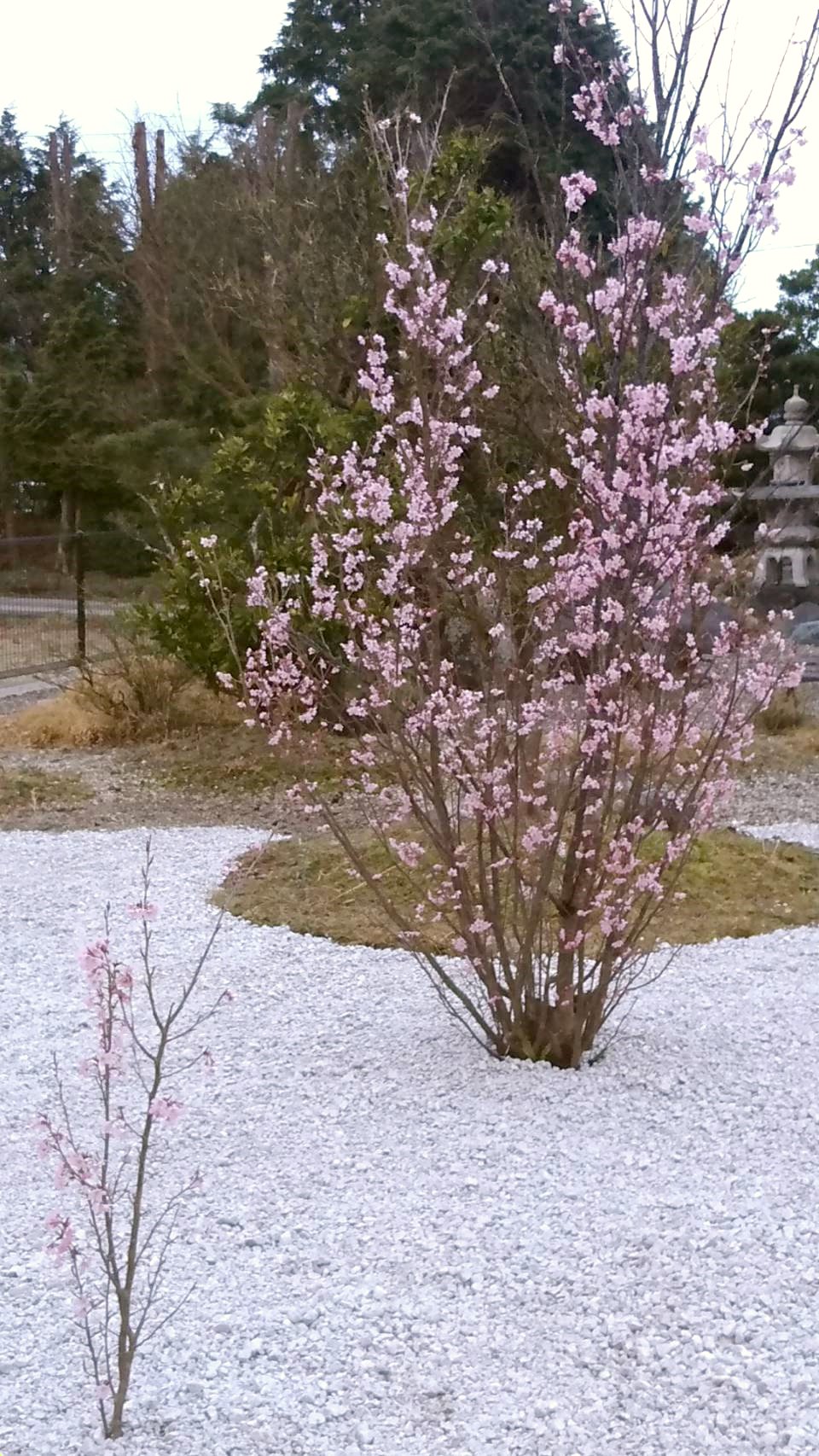 桜