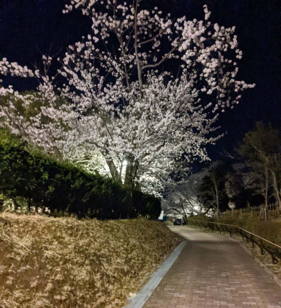 小丸山公園桜