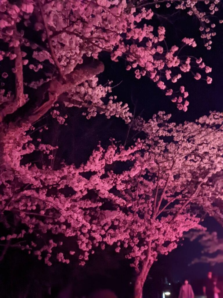 小丸山公園桜