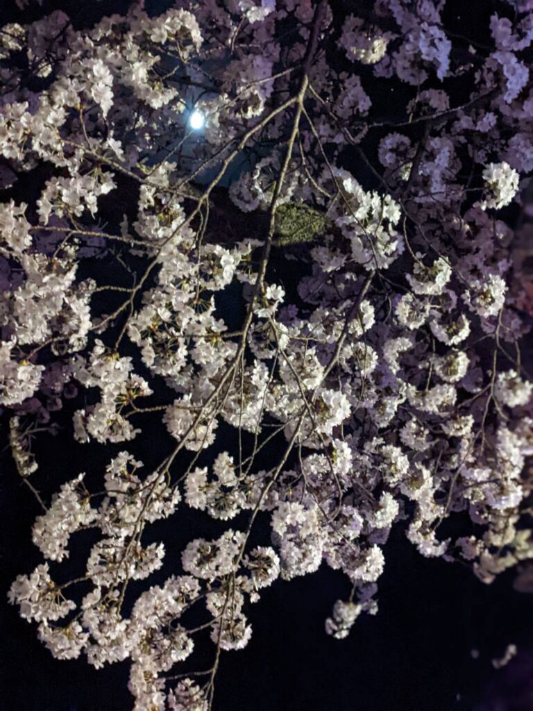 小丸山城桜