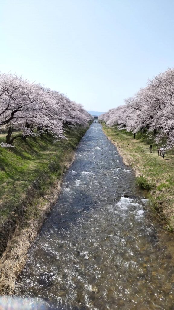 舟川べり桜