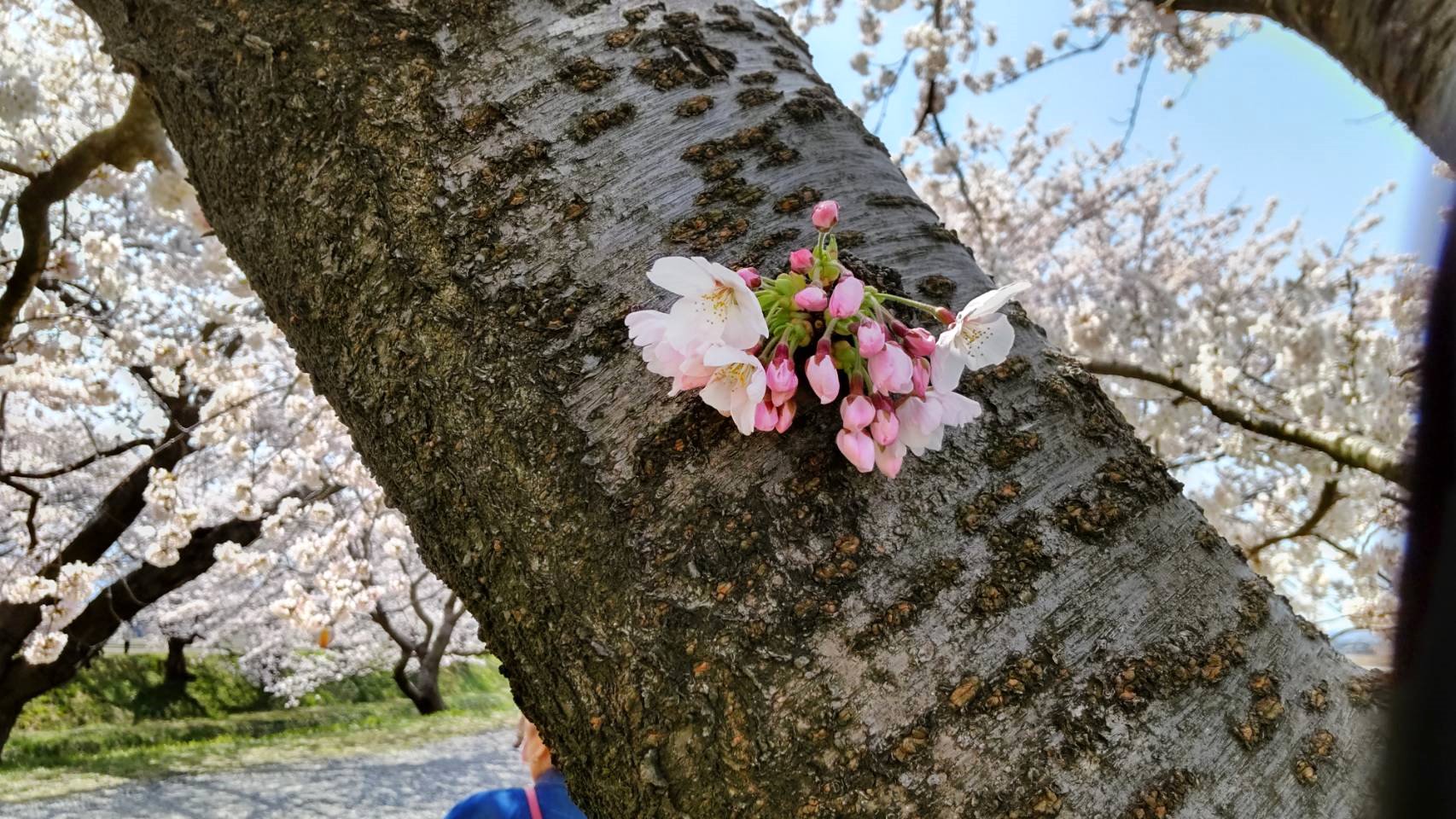 舟川べり桜