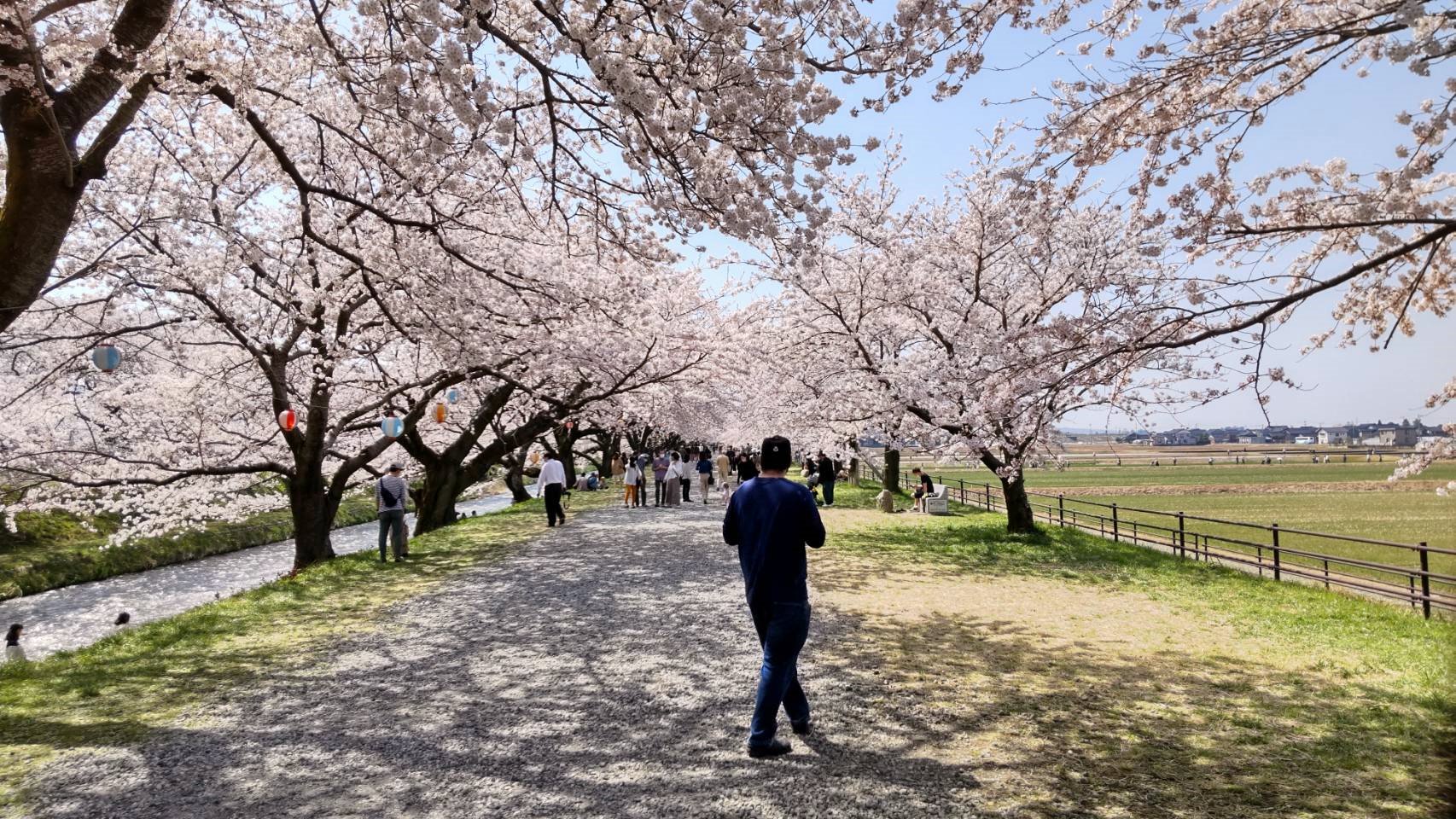 舟川べり桜