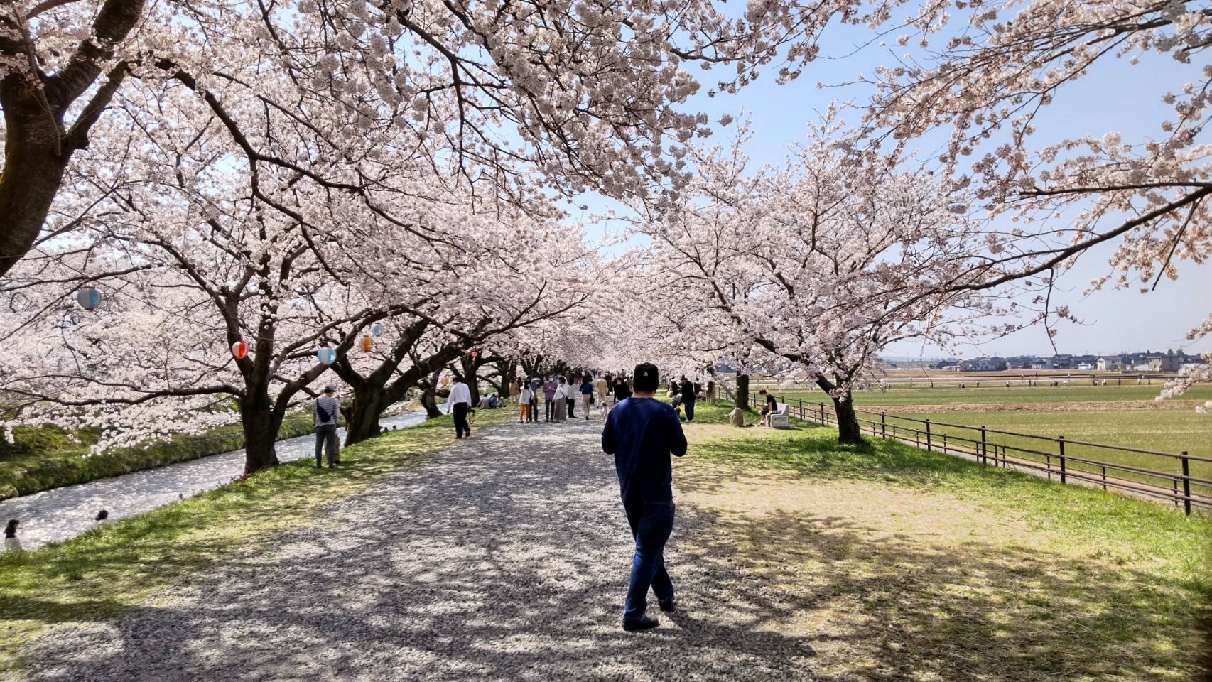 舟川べり桜