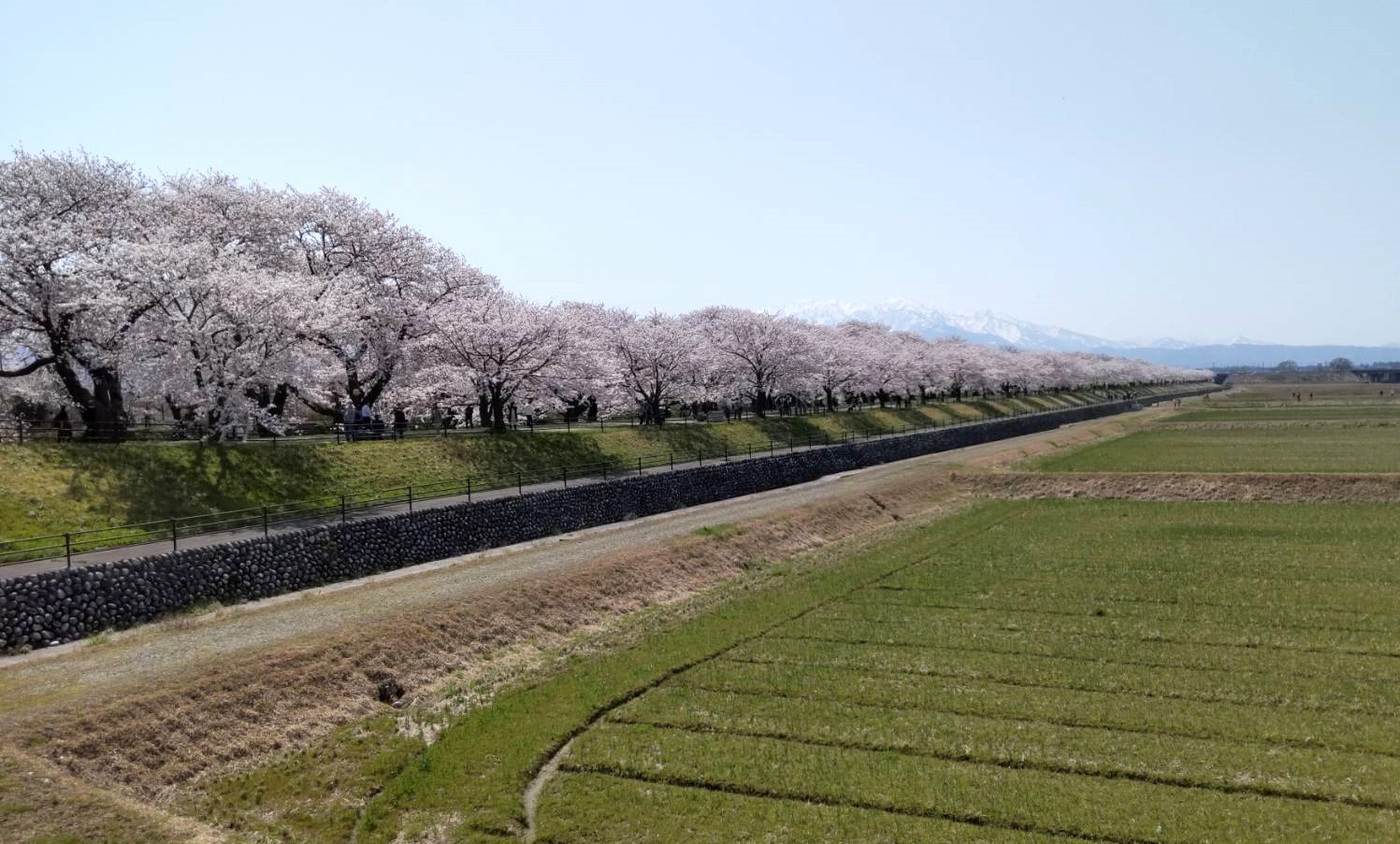 舟川べり桜