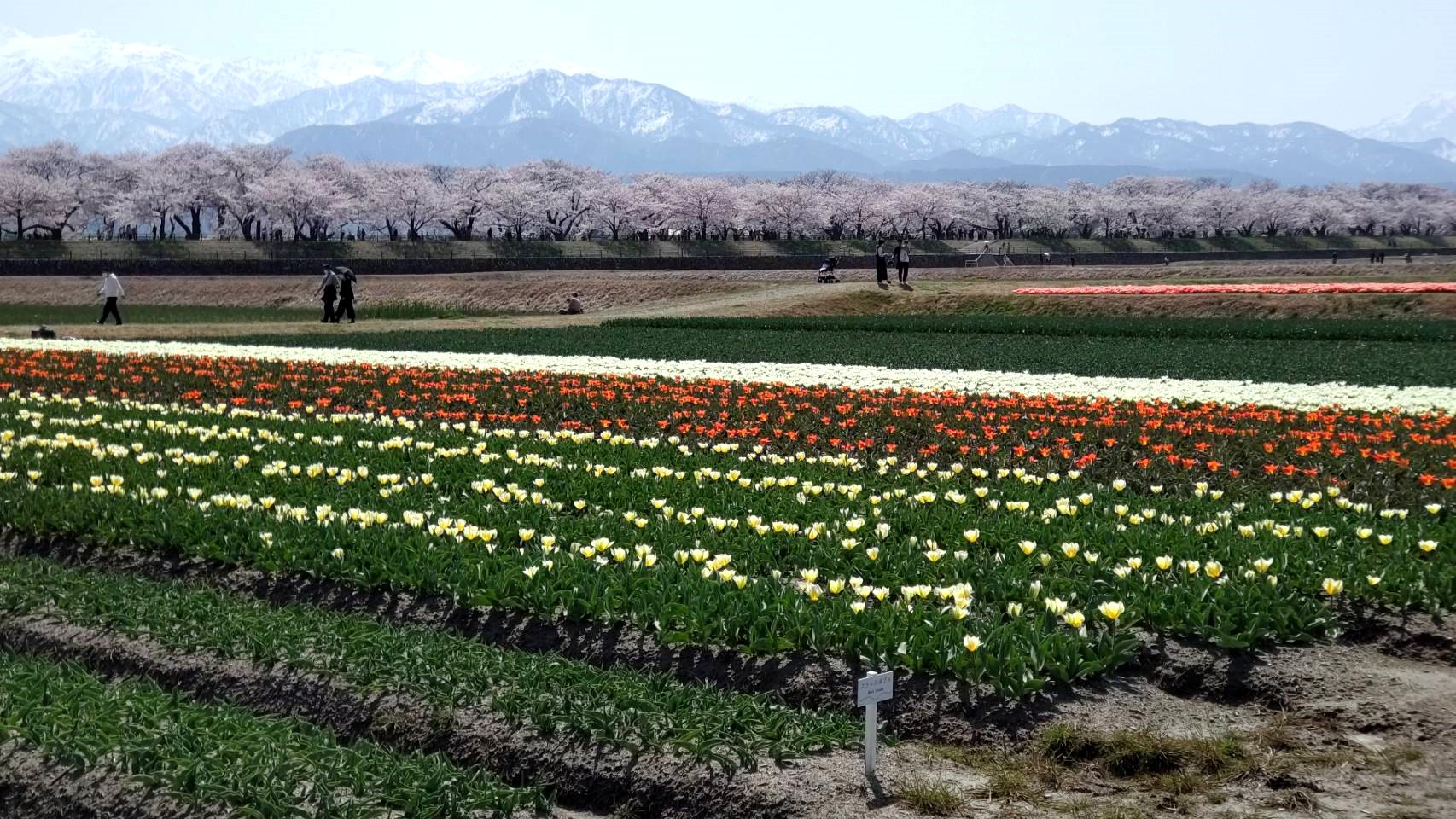 舟川べり桜