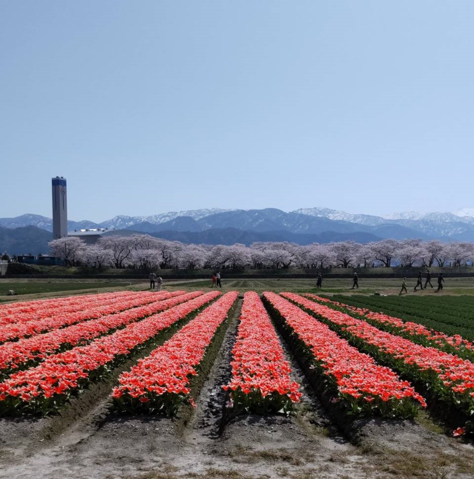 舟川べり桜