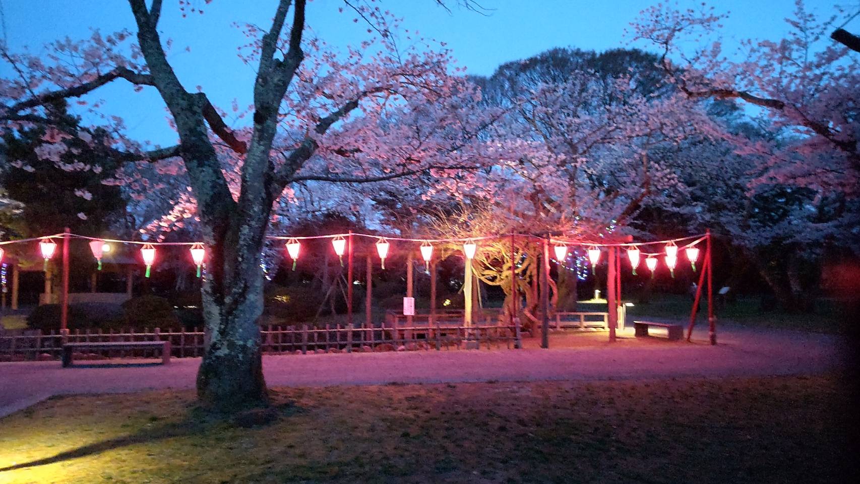 小丸山城桜