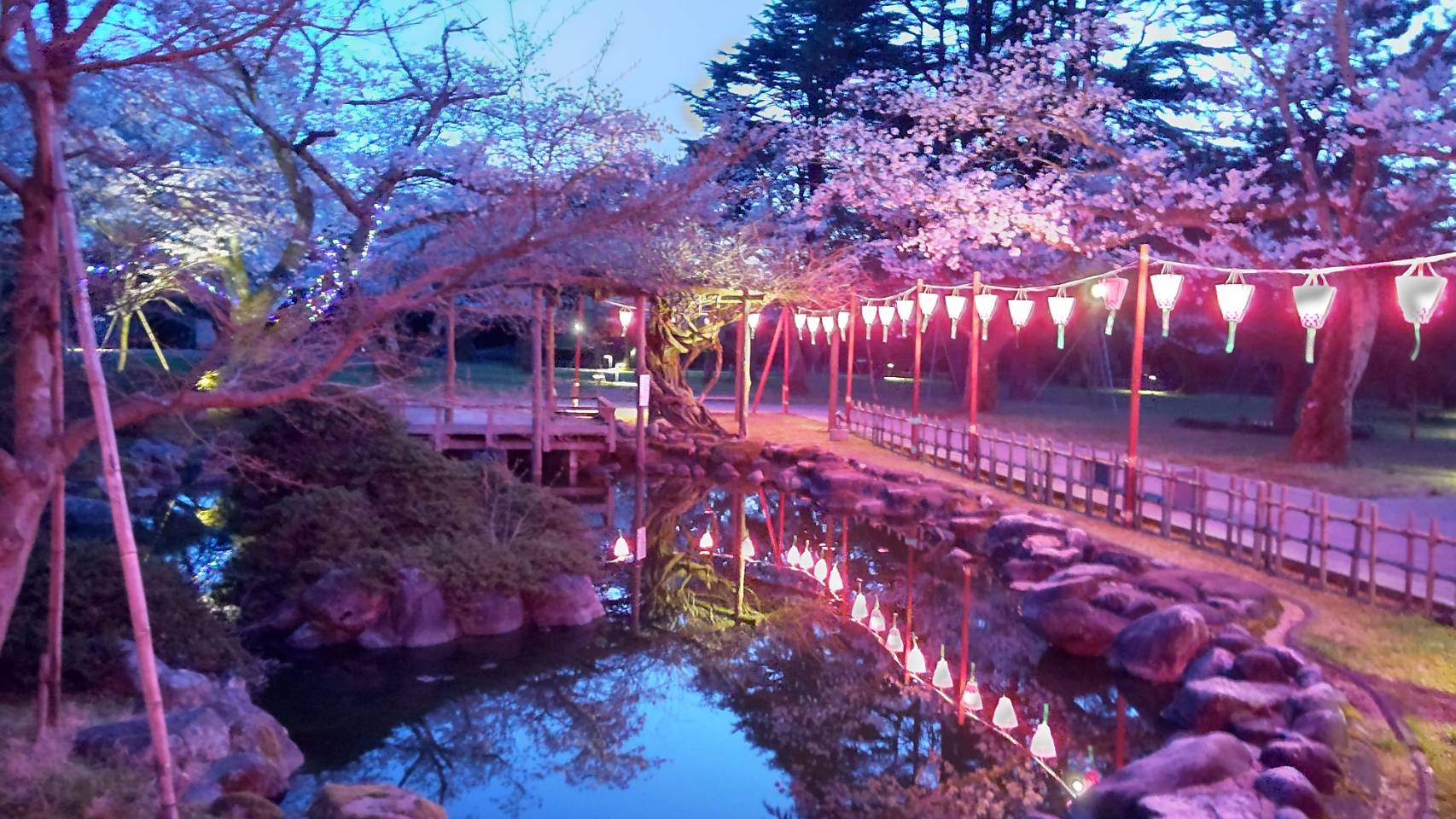 小丸山公園桜