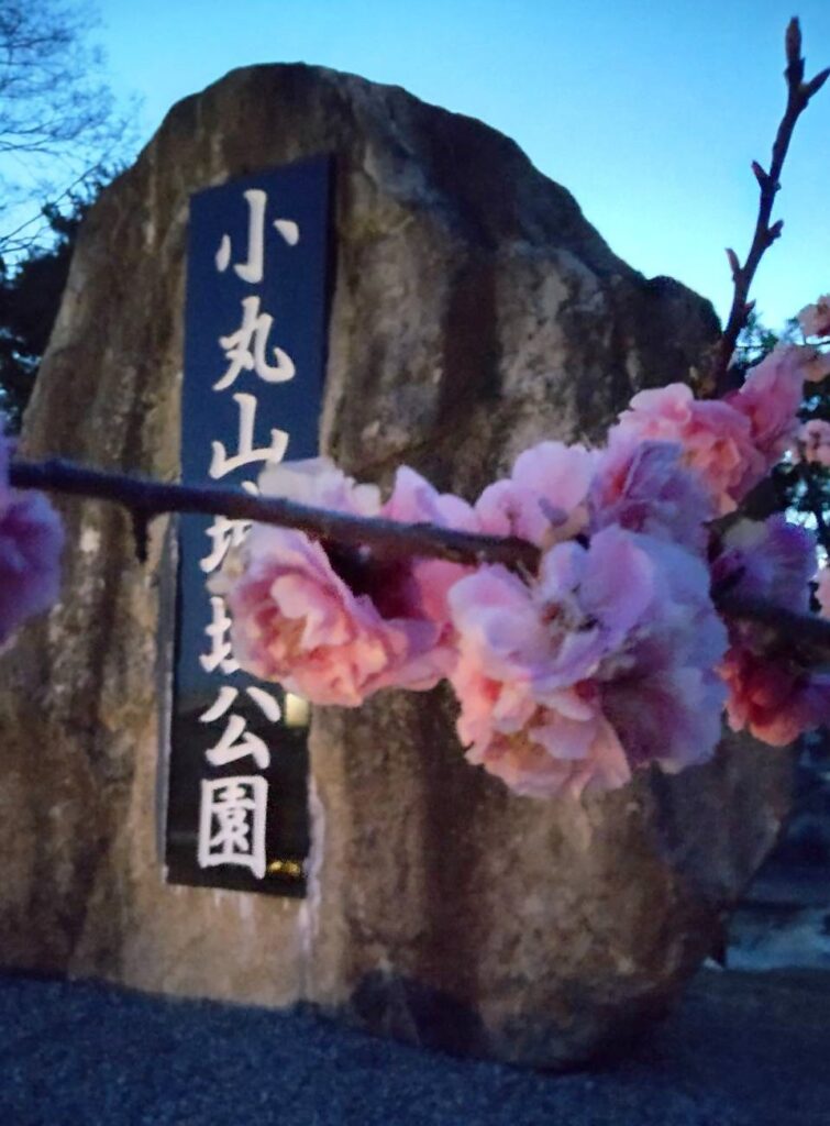 小丸山公園桜