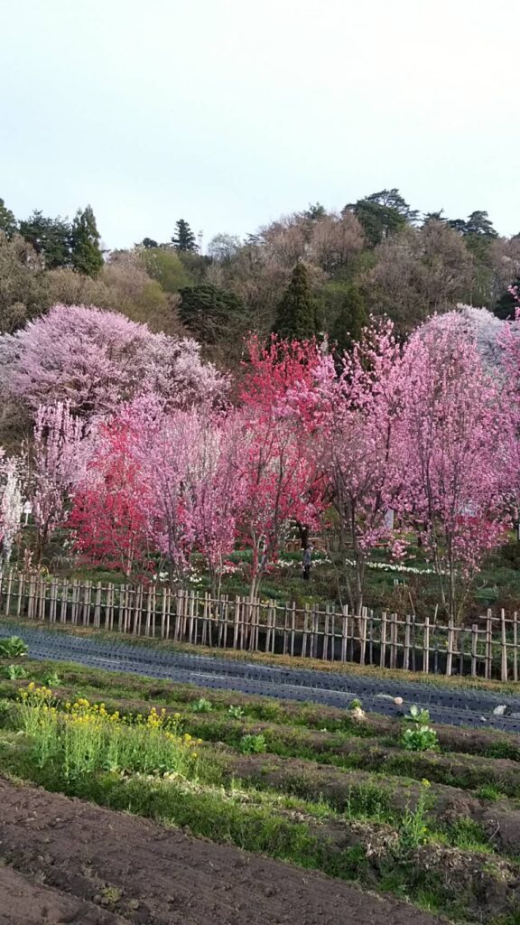 天神山ガーデン