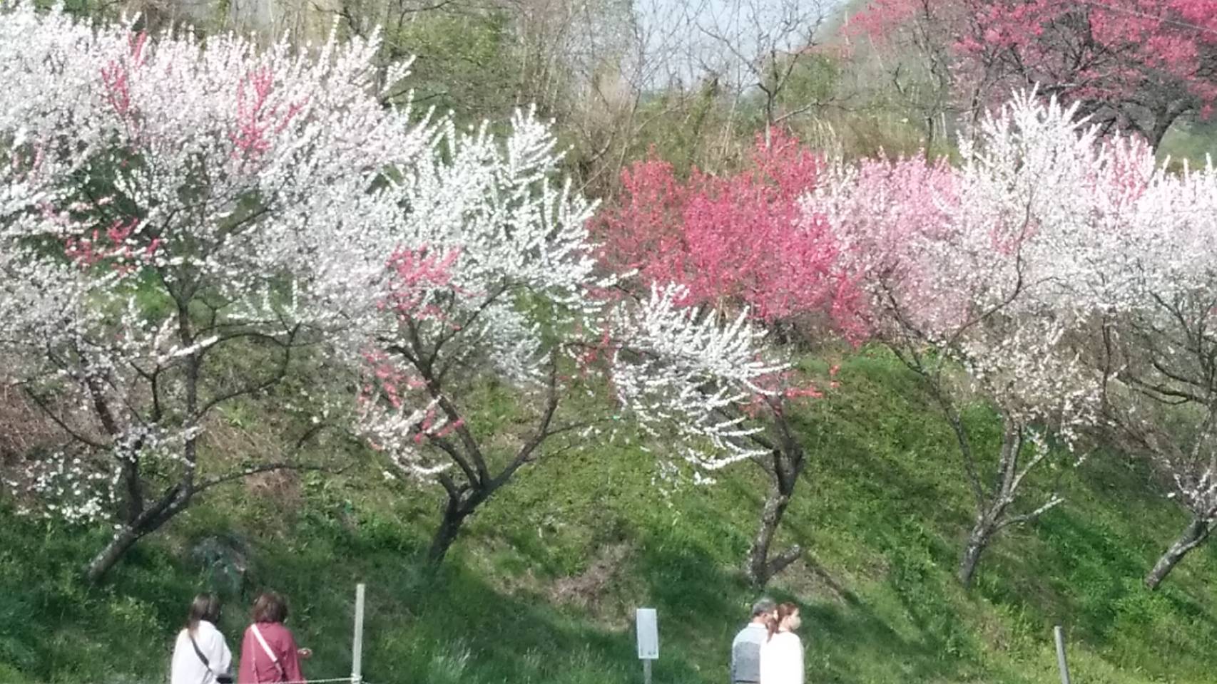 花桃の里