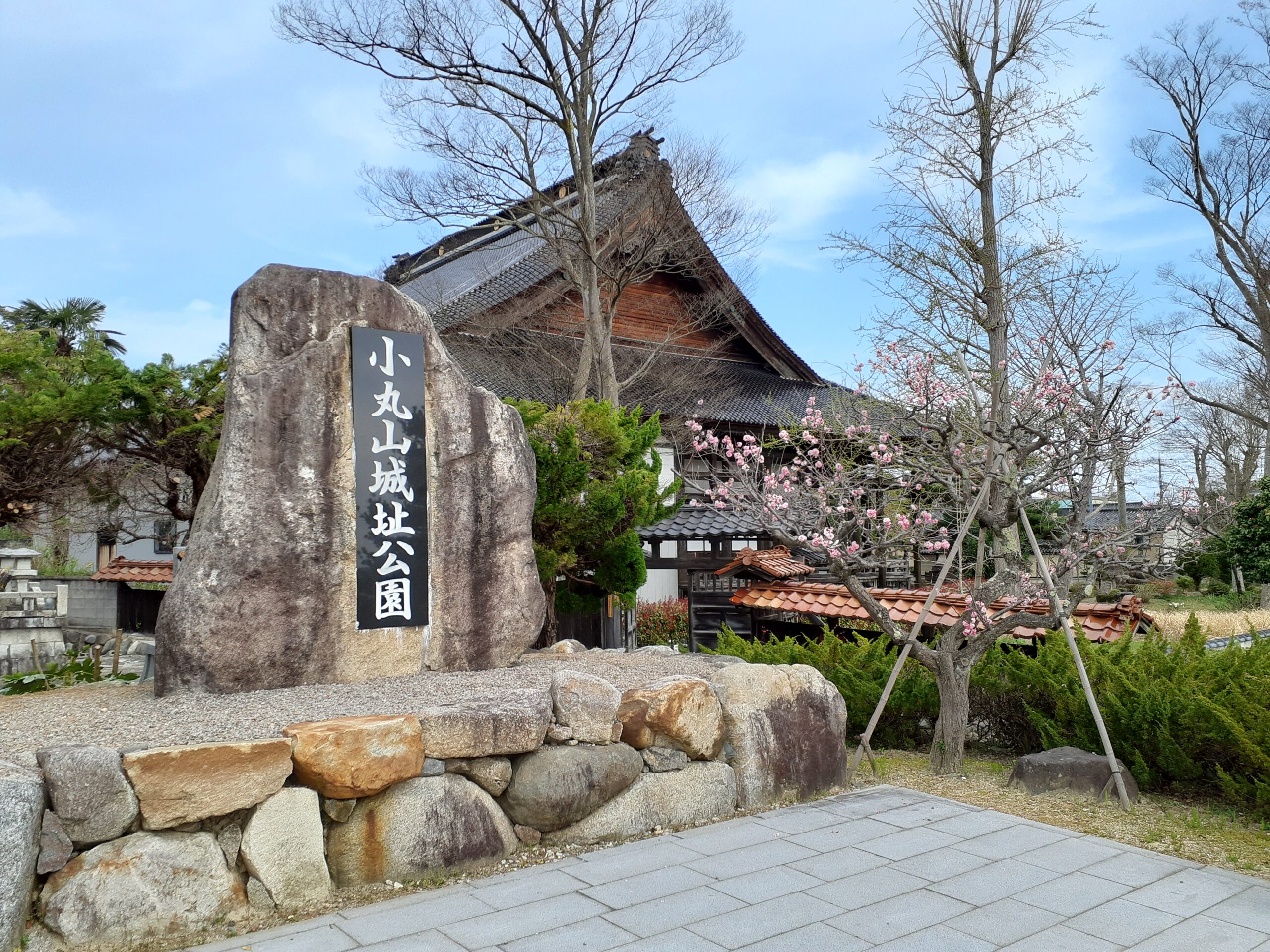 小丸山城桜