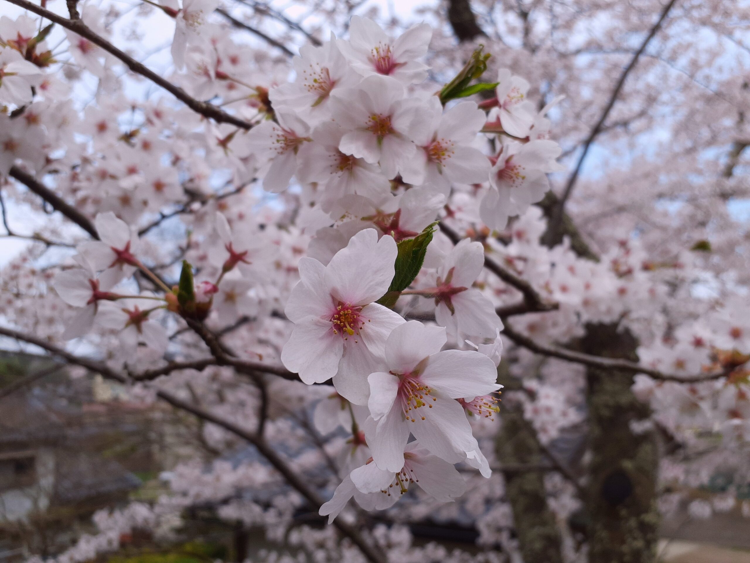 小丸山城桜