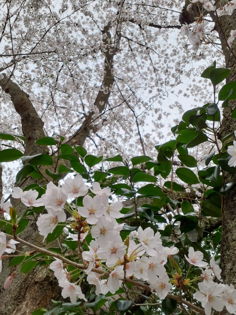 小丸山公園桜