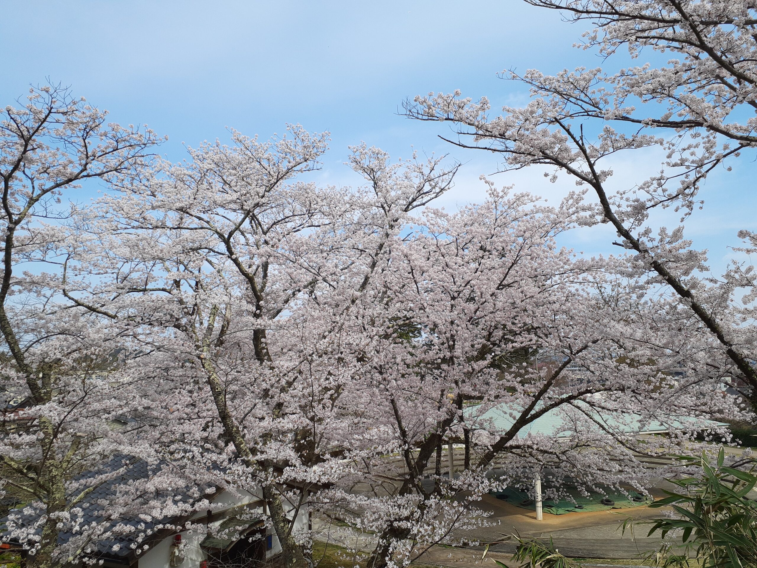小丸山城桜