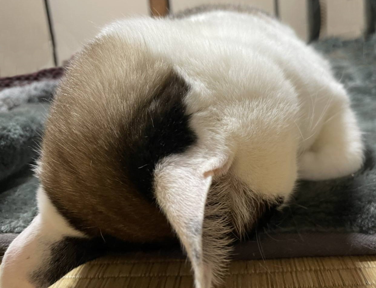 ふて寝 まぁそんな日もあるさ 金沢 富山発 東京ディズニーランド 直通 高速バス 夜行バスなら みどりのバス丸一観光