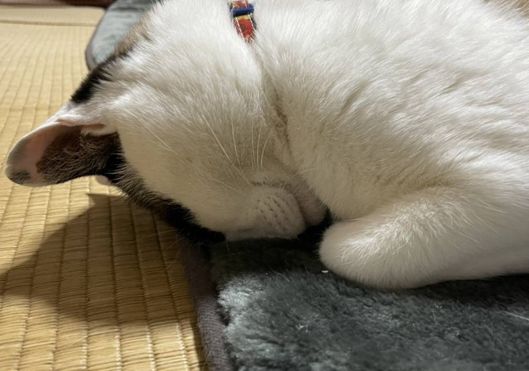 ふて寝 まぁそんな日もあるさ 金沢 富山発 東京ディズニーランド 直通 高速バス 夜行バスなら みどりのバス丸一観光