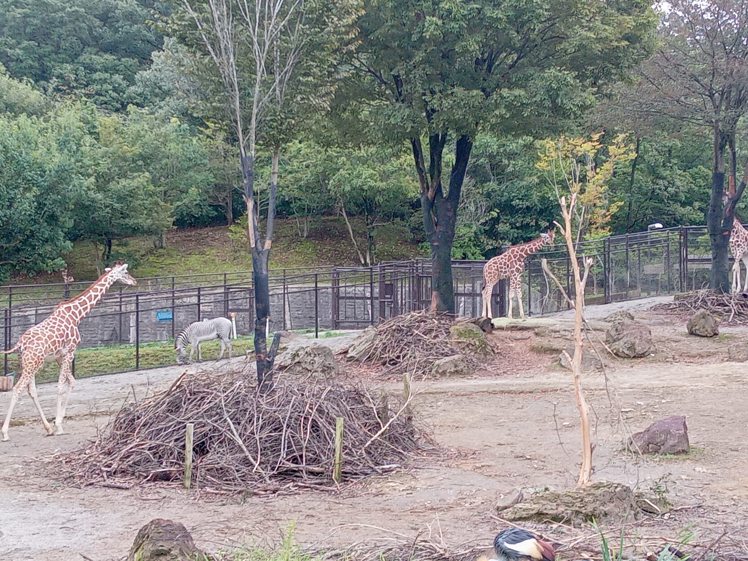 いしかわ動物園