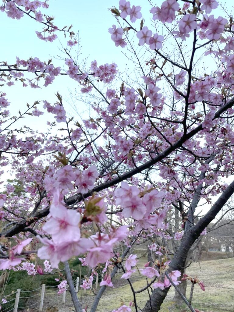 輪島市一本松公園の河津桜