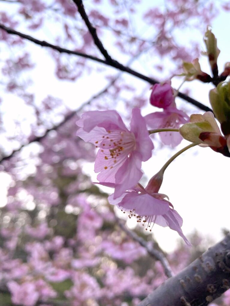輪島市一本松公園の河津桜