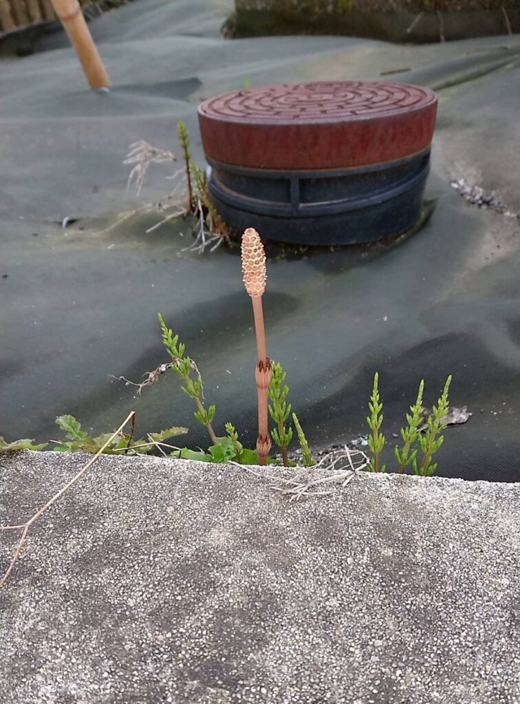 ど根性つくし
