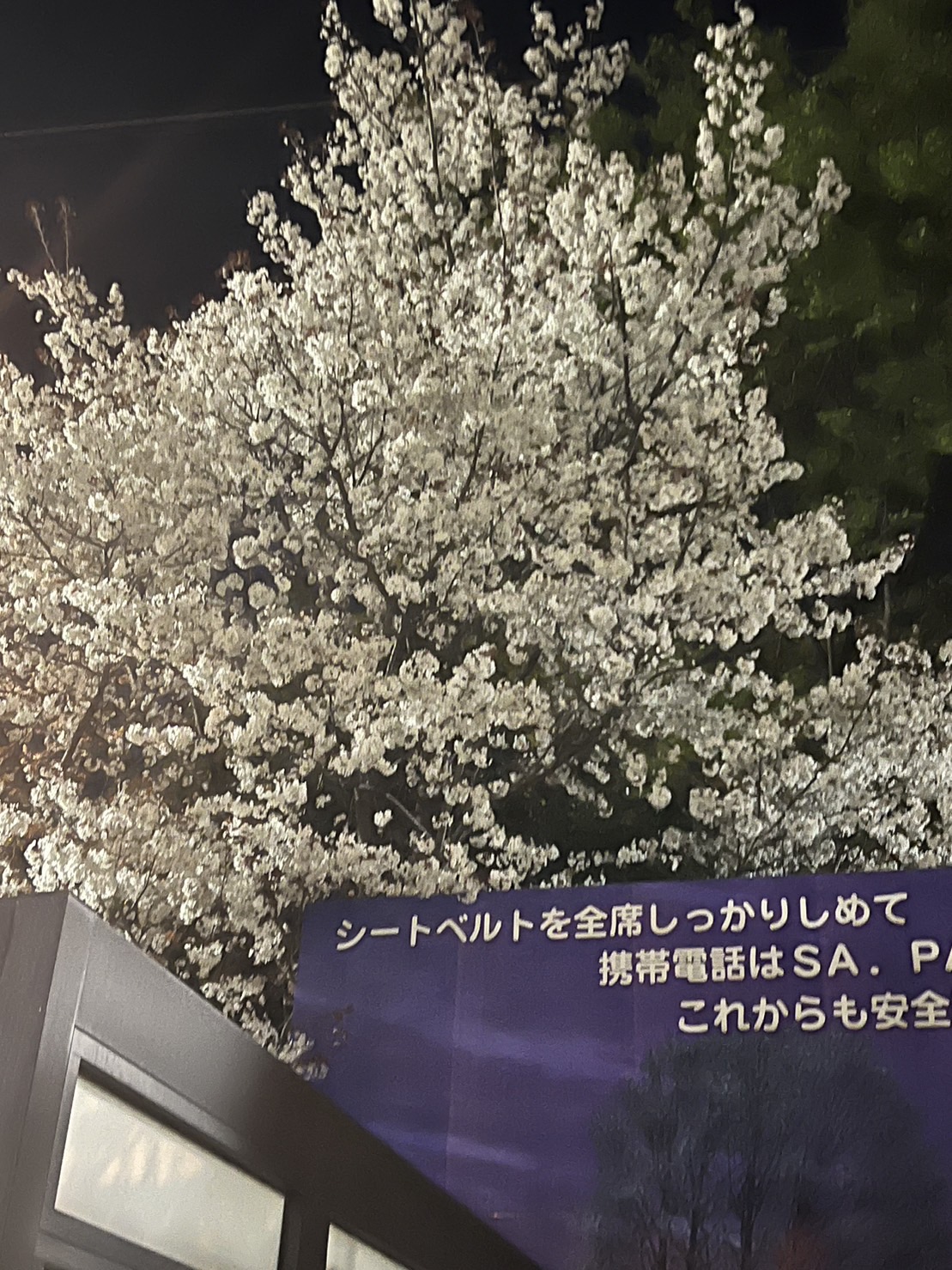 三芳PAの桜