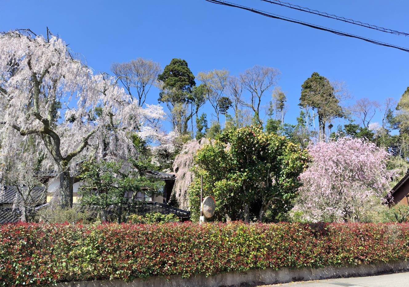 喜多家しだれ桜