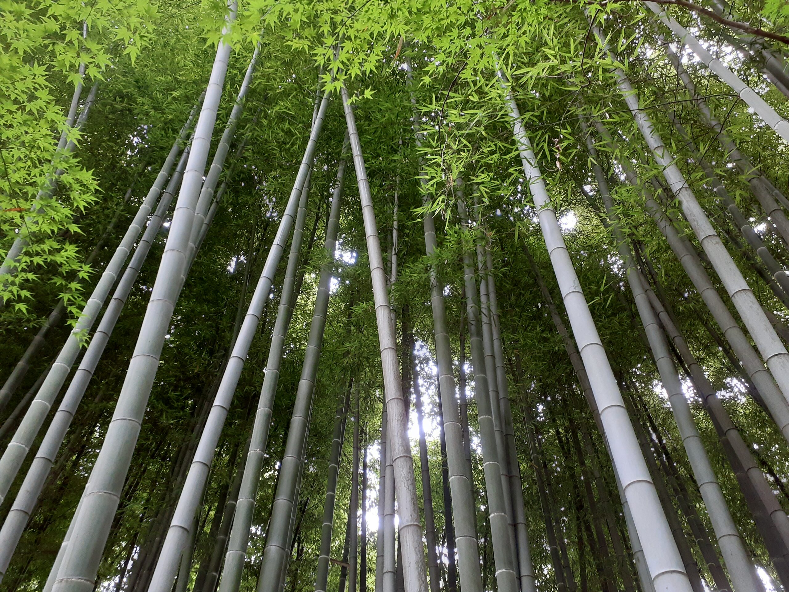 殿ヶ谷戸庭園