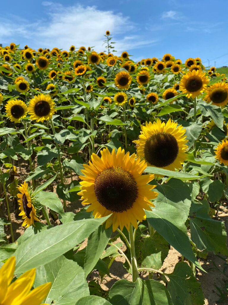 兵庫県立公園 あわじ花さじき