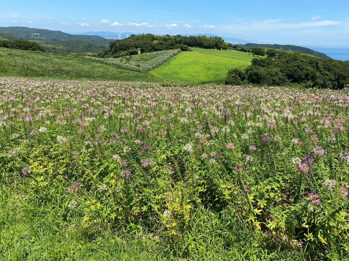 兵庫県立公園 あわじ花さじき